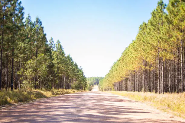 Pine tree's neatly lined up along a dirt road in Toolara, near Rainbow Beach and Cooloola on the Sunshine Coast.