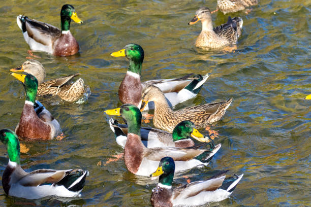 istock wild ducks swim around the pond in the park 1065379452