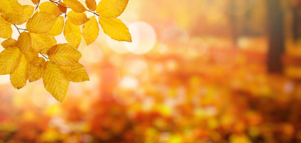 istock Autumn leaves on the sun and blurred trees . 1065379694