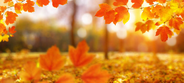 istock Autumn leaves on the sun and blurred trees . 1065379696