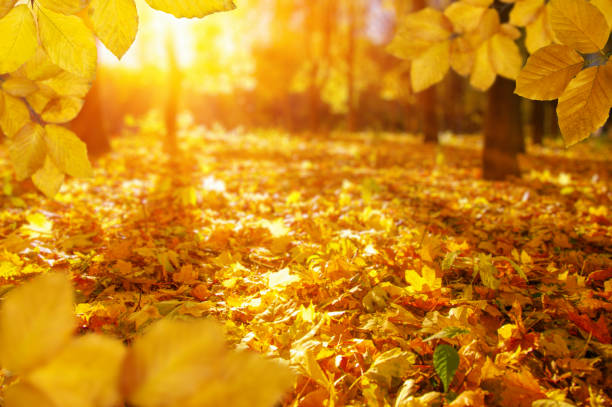 istock Autumn leaves on the sun and blurred trees . 1065379726