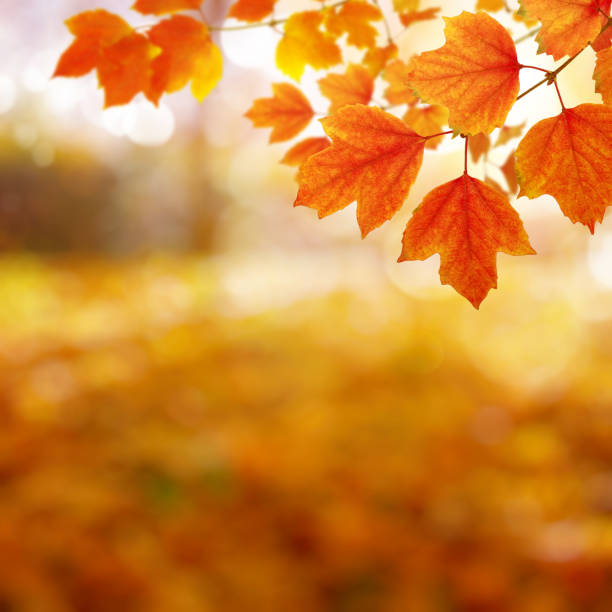 istock Autumn leaves on the sun and blurred trees . 1065379734