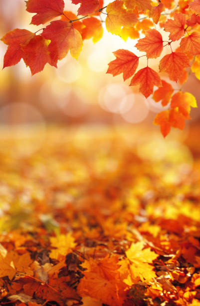 istock Autumn leaves on the sun and blurred trees . 1065379738