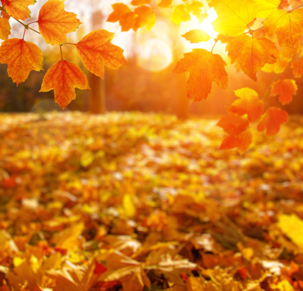 istock Autumn leaves on the sun and blurred trees . 1065379748
