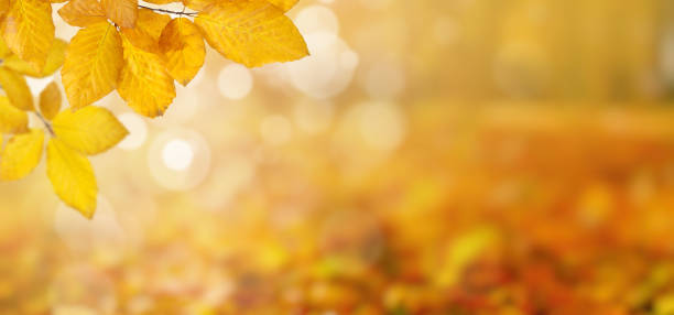 istock Autumn leaves on the sun and blurred trees . 1065379758