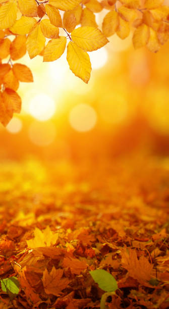 istock Autumn leaves on the sun and blurred trees . 1065379760