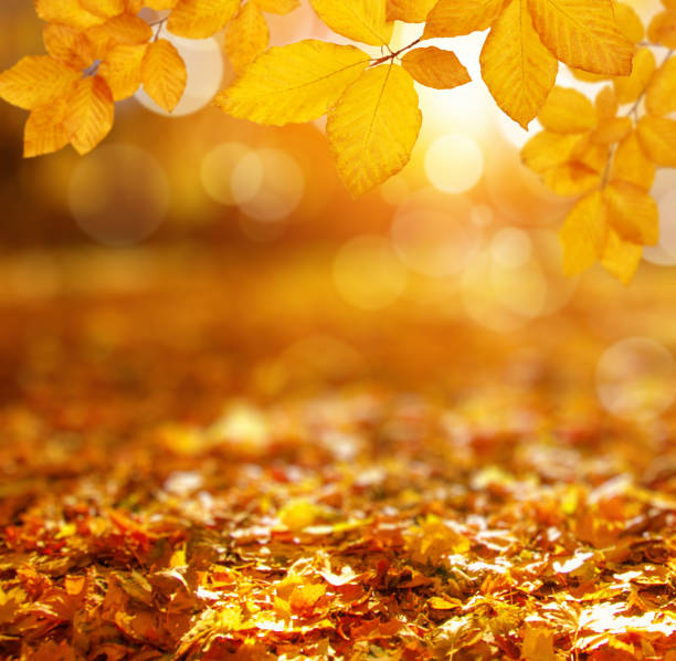 istock Autumn leaves on the sun and blurred trees . 1065379770