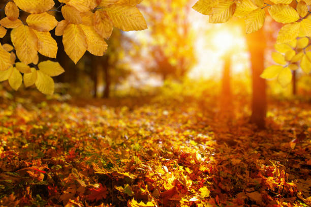 istock Autumn leaves on the sun and blurred trees . 1065379816