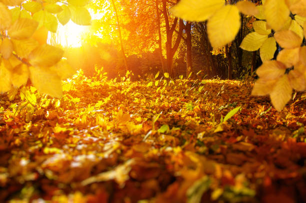 istock Autumn leaves on the sun and blurred trees . 1065379832