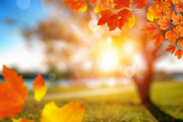 Autumn leaves on the sun and blurred trees . Fall background.