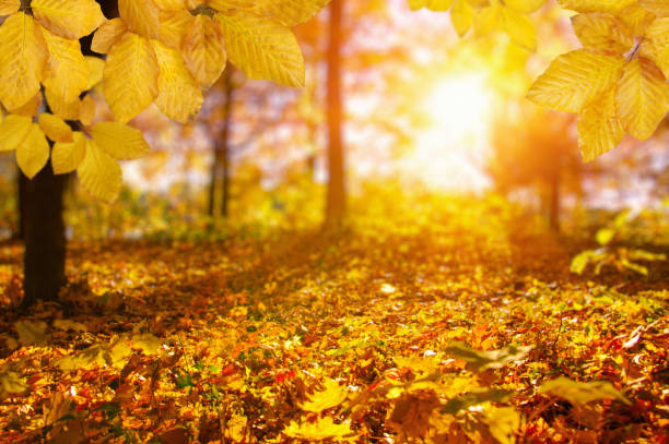 istock Autumn leaves on the sun and blurred trees . 1065379886