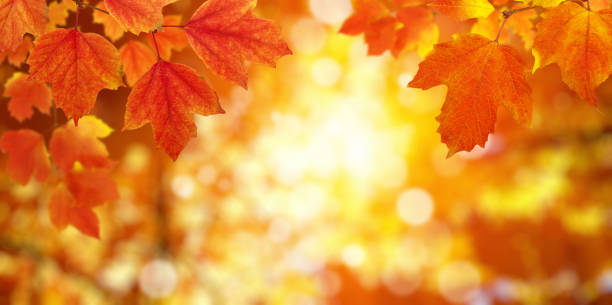 istock Autumn leaves on the sun and blurred trees . 1065379908