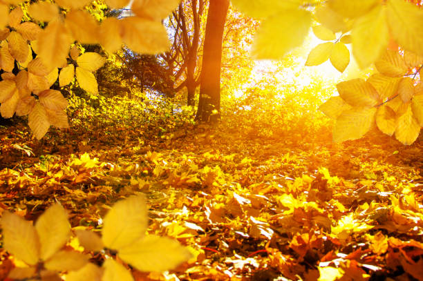 istock Autumn leaves on the sun and blurred trees . 1065379916