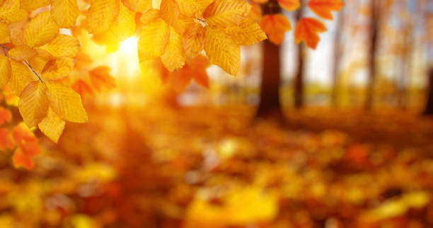 istock Autumn leaves on the sun and blurred trees . 1065379960