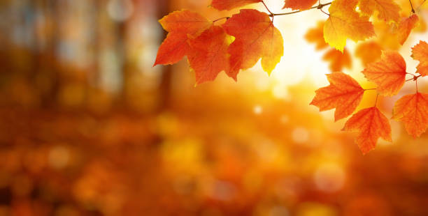 istock Autumn leaves on the sun and blurred trees . 1065379962