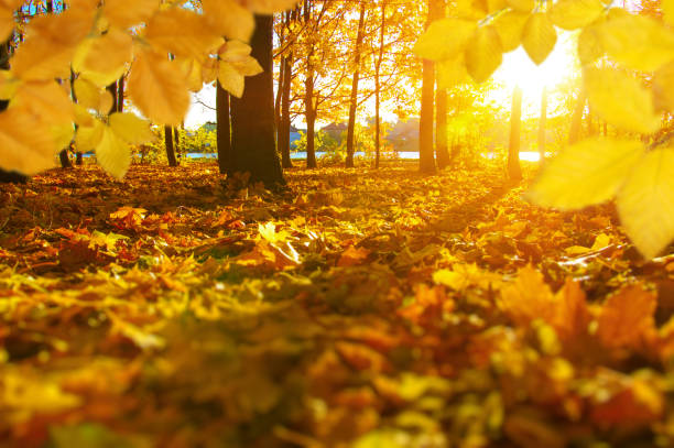 istock Autumn leaves on the sun and blurred trees . 1065379974