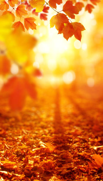 istock Autumn leaves on the sun and blurred trees . 1065379990