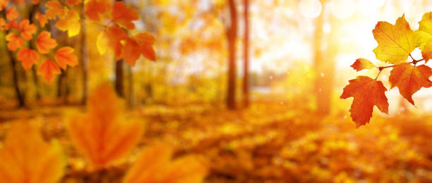 istock Autumn leaves on the sun and blurred trees . 1065380032