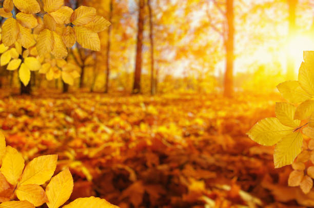 istock Autumn leaves on the sun and blurred trees . 1065380034