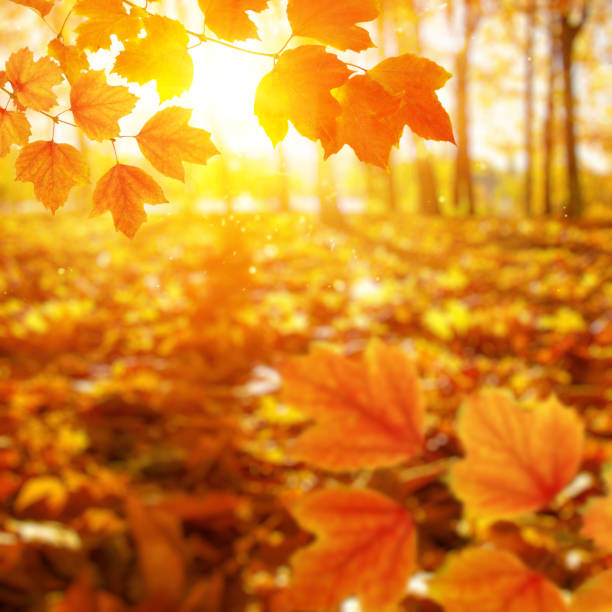 istock Autumn leaves on the sun and blurred trees . 1065380070
