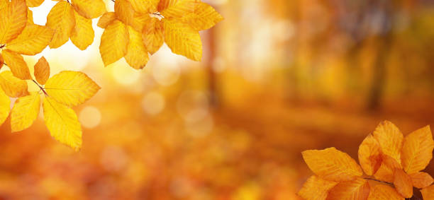 istock Autumn leaves on the sun and blurred trees . 1065380078