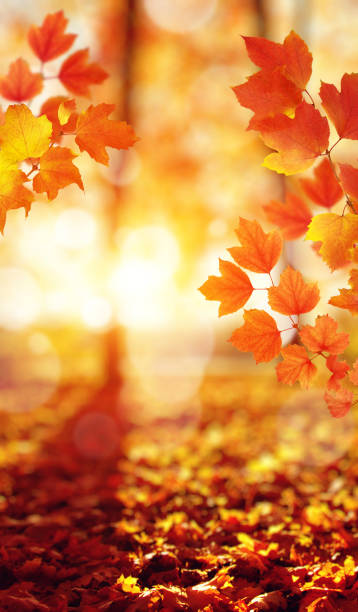 istock Autumn leaves on the sun and blurred trees . 1065380084