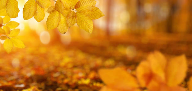 istock Autumn leaves on the sun and blurred trees . 1065380086