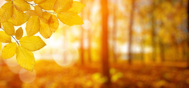 istock Autumn leaves on the sun and blurred trees . 1065380102