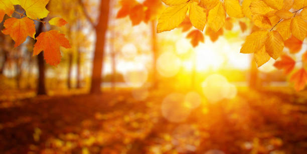 istock Autumn leaves on the sun and blurred trees . 1065380116