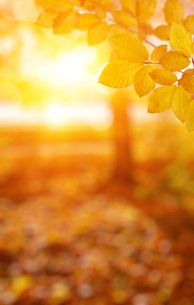 istock Autumn leaves on the sun and blurred trees . 1065380134