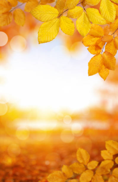 istock Autumn leaves on the sun and blurred trees . 1065380136