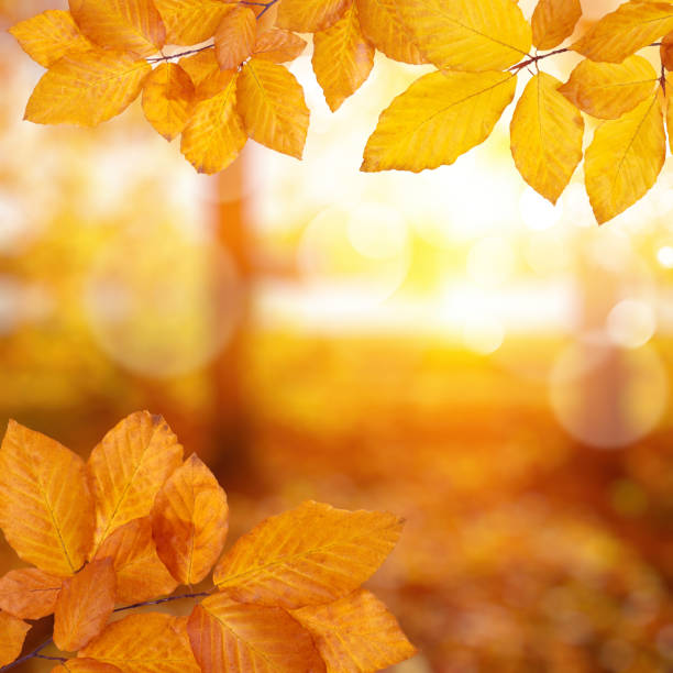 istock Autumn leaves on the sun and blurred trees . 1065380150