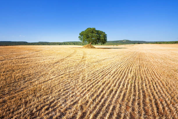 Martina Franca, Apulia, Italy - A single old tree remaining on a field after harvesting