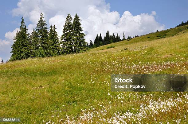 Meadow - Fotografie stock e altre immagini di Agricoltura - Agricoltura, Albero, Ambientazione esterna