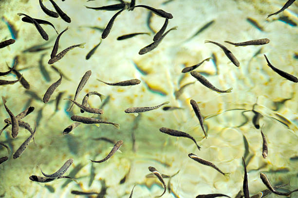 School of fish at a hatchery - trout stock photo