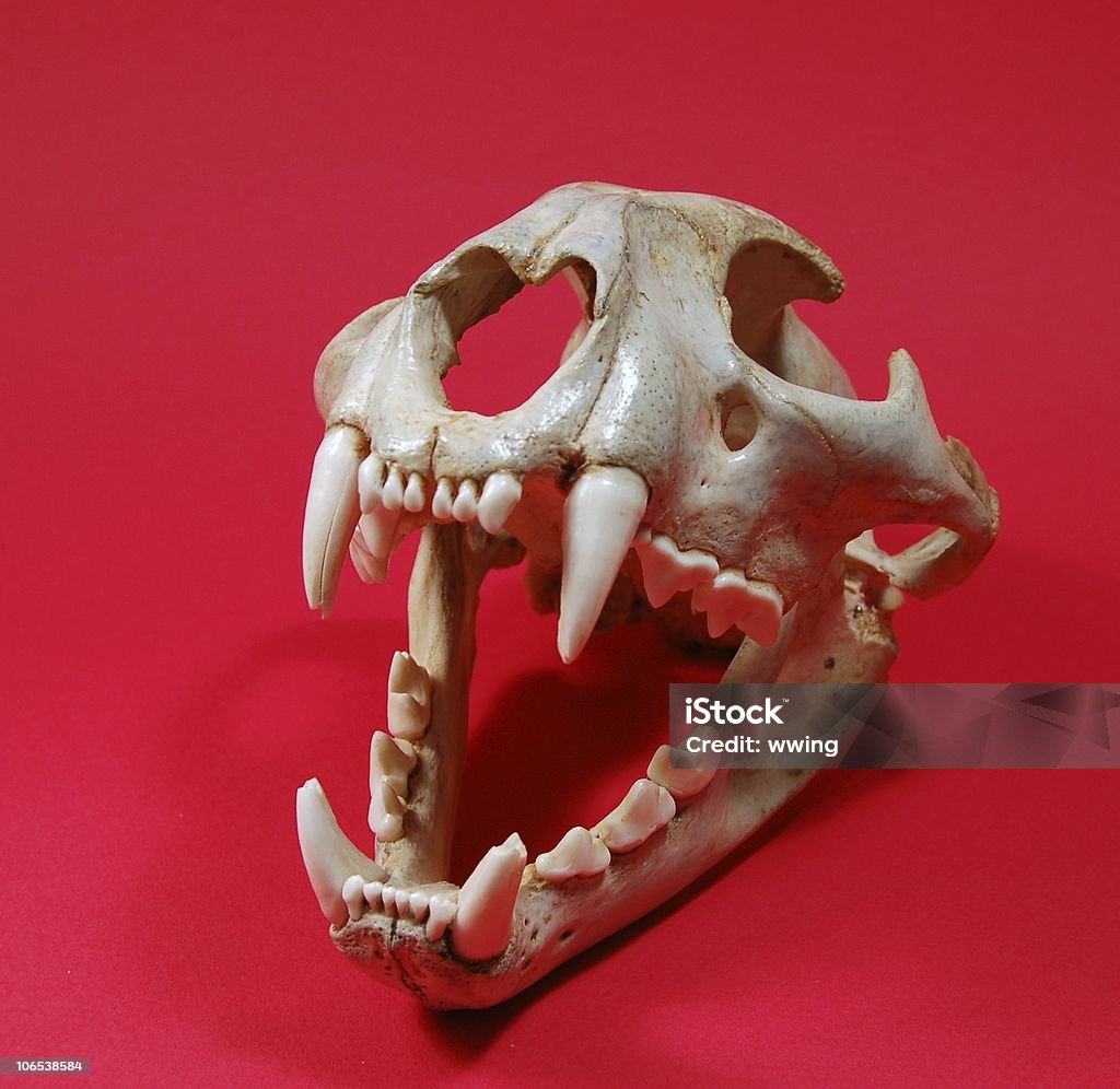 Cougar cráneo 2 fondo rojo - Foto de stock de Abierto libre de derechos
