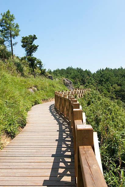 istock forest and wood road 106538601