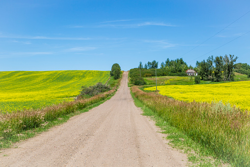 Dirt road with canola fields on either side and an old farm house
