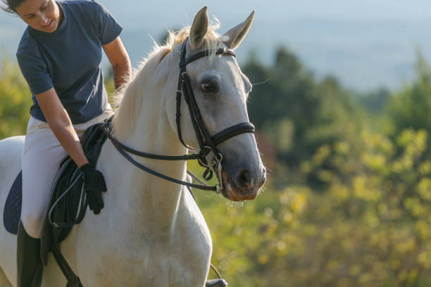istock Horseback riding at sunset 1065388390
