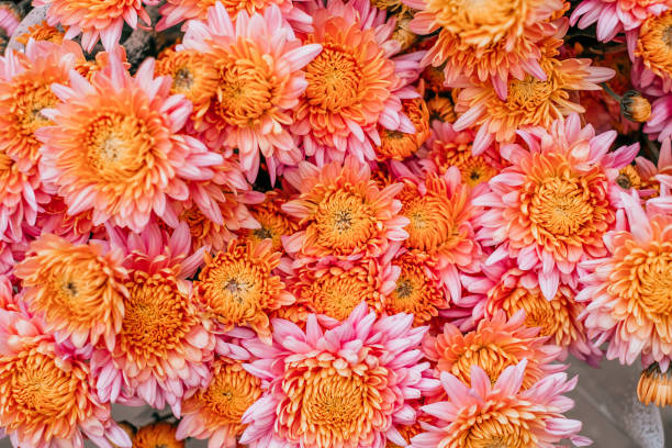 istock Pink chrysanthemum flower background 1065389692