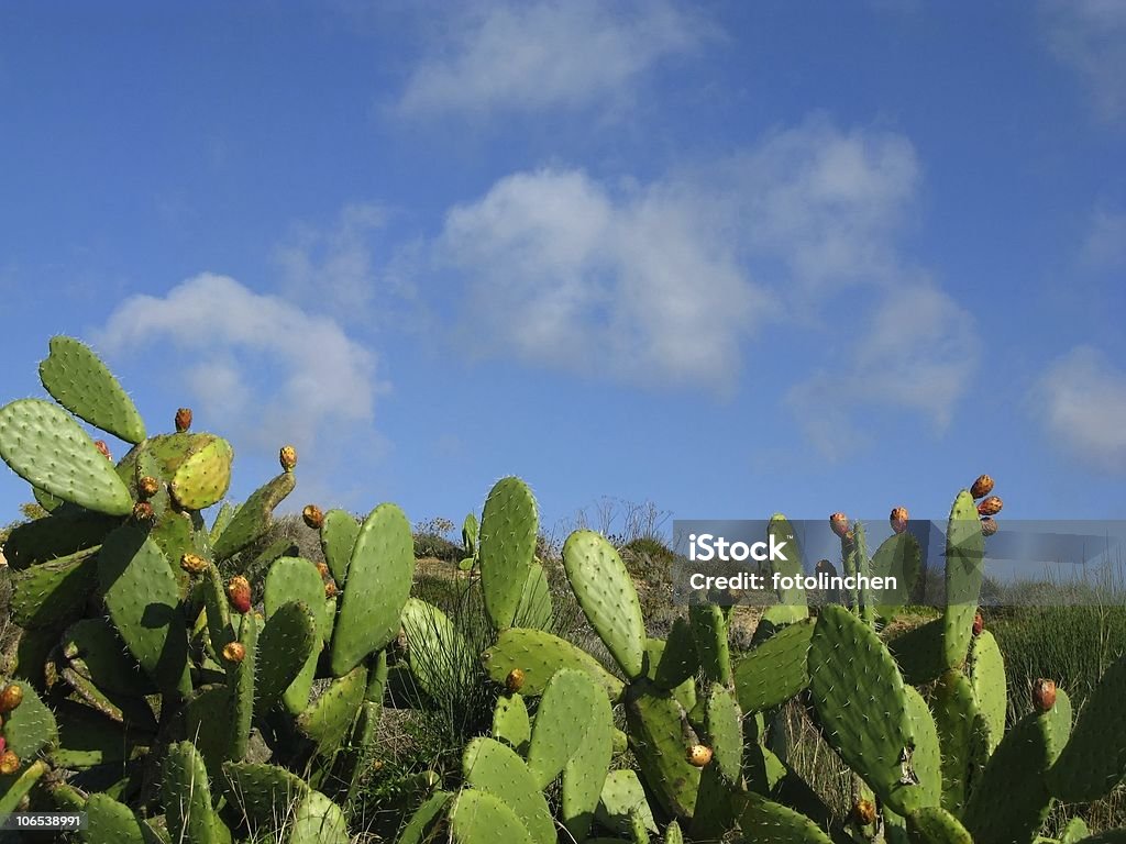 Kaktusfeigen - Lizenzfrei Algarve Stock-Foto