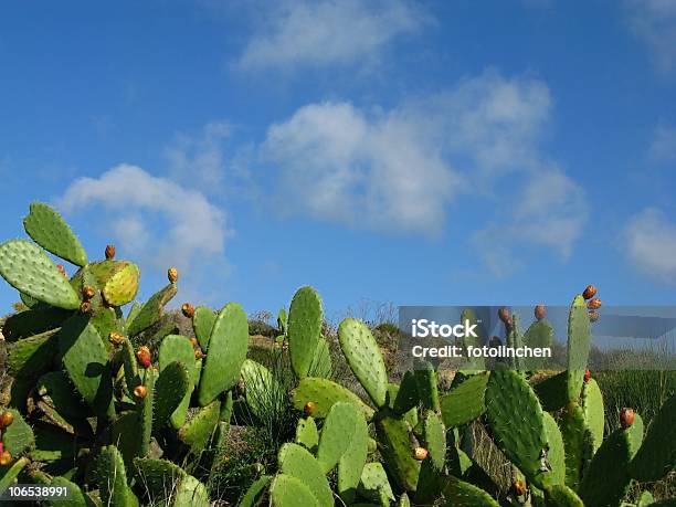 Kaktusfeigen Stockfoto und mehr Bilder von Algarve - Algarve, Farbbild, Feigenkaktus