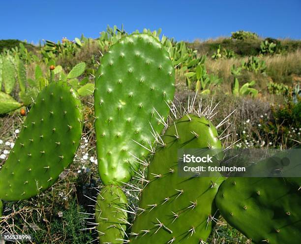 Opuntien Stockfoto und mehr Bilder von Algarve - Algarve, Farbbild, Feigenkaktus