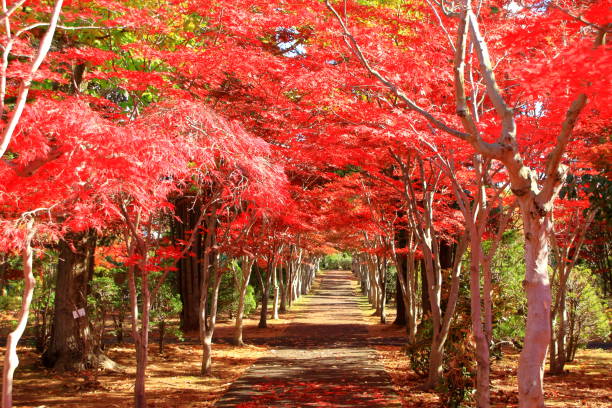 istock landscape in autumn 1065390292