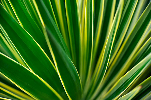 istock Close up of Yucca 106539039