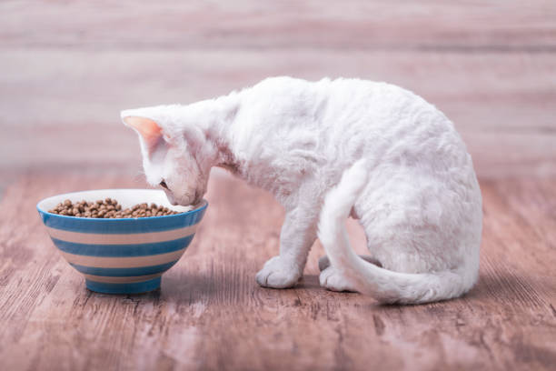 A small white cat eating cat food