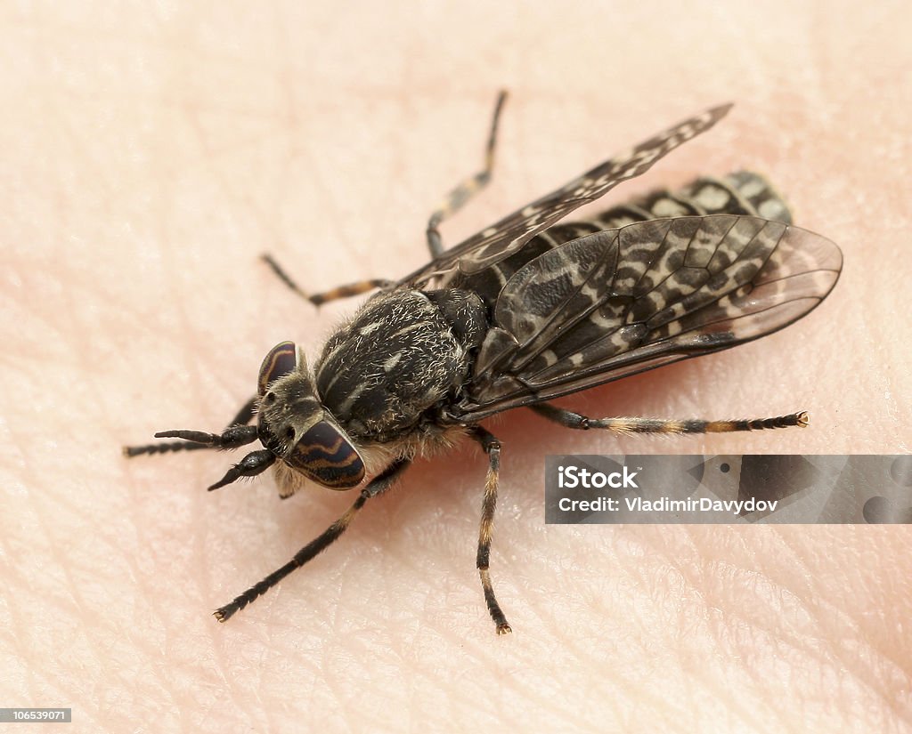 horsefly Sugando Sangue - Foto de stock de Picar royalty-free