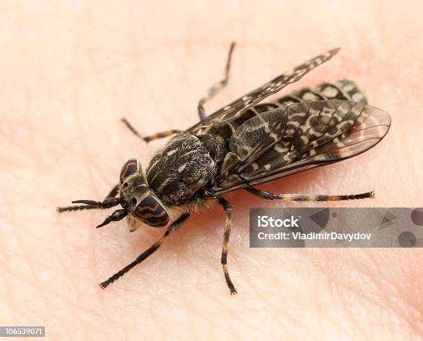 Foto de Horsefly Sugando Sangue e mais fotos de stock de Picar - Picar, Tabanidae Tabanus, Agressão