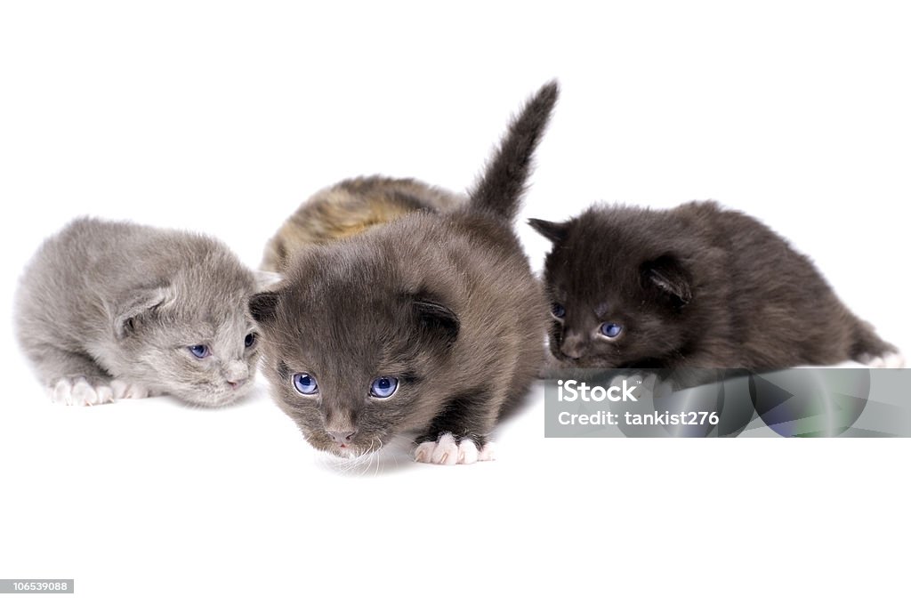 Petits chatons moelleux - Photo de Animaux de compagnie libre de droits