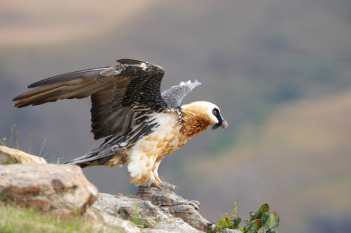 Lammergeyer or Bearded Vulture (Gypaetus barbatus) sitting on rocks in South Africa